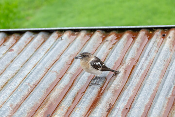 A small juvenile pied butcherbird on a wet, rusted corrugated metal roof 