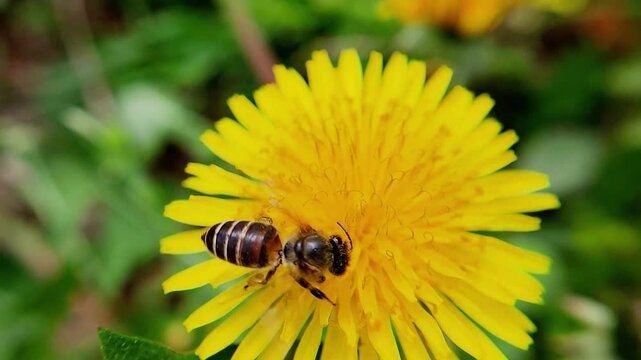 한국,토종벌,벌,곤충,꽃,Korea, native bee, bee, insect, flower