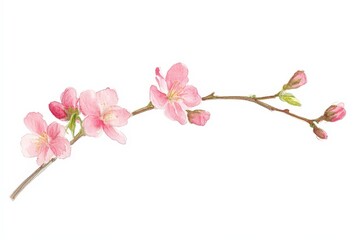Delicate pink cherry blossoms on a branch.