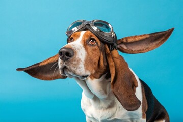 a basset hound with his ears flying away wearing goggles on blue backgorund-generated by ai