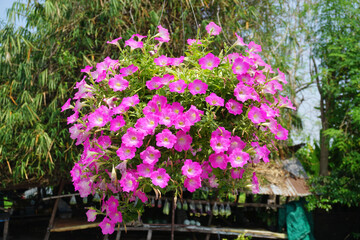 Pink Petunia flower blossom in hang flower pot