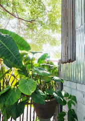Nice house plant with green leaf decoration in garden