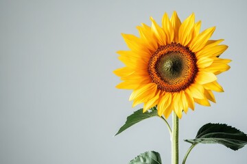 Obraz premium Vibrant sunflower against a neutral backdrop.