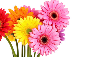 bunch of colorful flowers on a white background