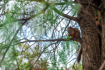 Ardilla subida en una rama de arbol.