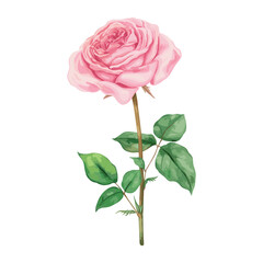 Fototapeta premium Pink Rose rose illustration watercolor vector