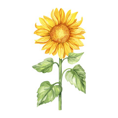 Obraz premium Sunflower sunflower illustration watercolor vector