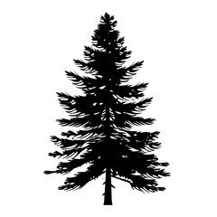 Obraz premium Pine tree silhouette botanical art vector