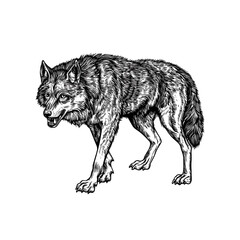 Fototapeta premium Realistic Black and White Wolf Illustration - Detailed Wildlife Artwork of Aggressive Predatory Creature in Vintage Sketch Design