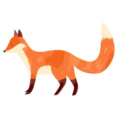 Fox animal mammal white background  vector