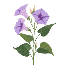 Obraz premium Morning glory flowers illustration acanthaceae botanical vector