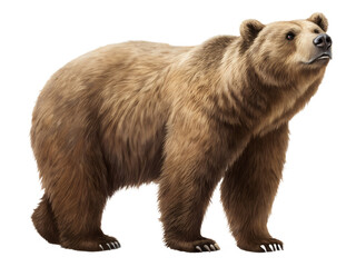 Fototapeta premium A bear stands on a white background. The bear is large and has a lot of fur. It looks like it is ready to attack