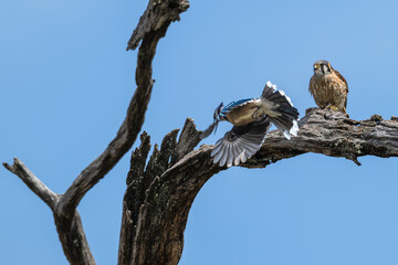 Blue jay harassing an American kestrel as it perches in a dead tree.