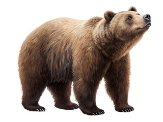 A brown bear stands on a white background. The bear is looking to the right. The bear is large and has a lot of fur
