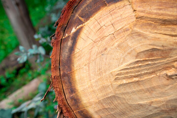 Textura de arbol cortadoo de cerca. Close up. Horizontal.