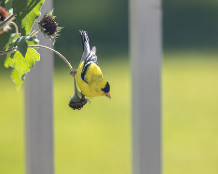 yellow finch on a sunflower