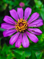 Fototapeta premium Bunga Matahari berwarna ungu yang mempesona