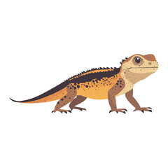 Obraz premium Illustration of Frilled Lizard lizard reptile animal vector