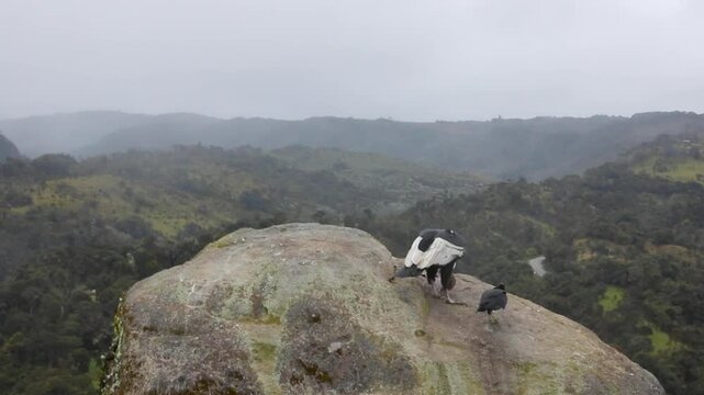 andean condor in purace natural park