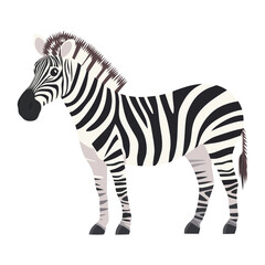 Fototapeta premium Zebra from Africa illustration wildlife animal vector
