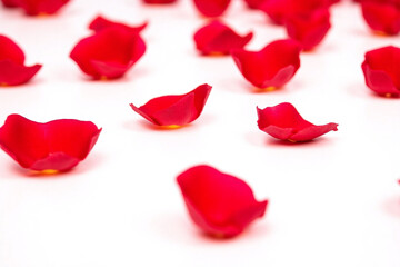 Fototapeta premium bunch of red rose petals flying in the air