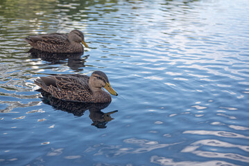 Fotografia de 2 patos nadando.