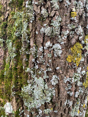 the bark of an old tree covered with green moss