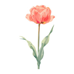 Obraz premium Bright red Tulip tulip illustration watercolor vector