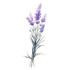 Fototapeta premium Lavender illustration flowers plant vector
