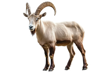 Obraz premium markhor goat on transparent background