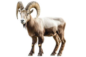 Fototapeta premium brown mountain goat with large horns on white background