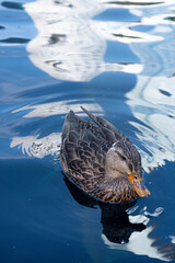 Foto a un pato en lago.