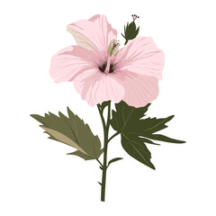 Pink hibicus flower illustration hibiscus plant vector