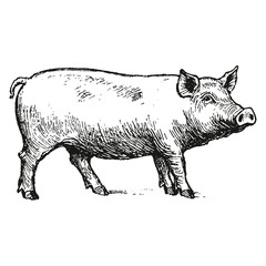 Fototapeta premium Pig animal sketch white vector