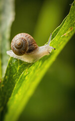 Tiny Snail Glows on Green Leaf with Intricate Shell Pattern.