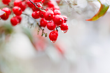 雨に濡れる美しい南天（メギ科）の実。
五日町の市街地の風景。
雪国特有の雰囲気がある。
晩秋なので各所で紅葉が見られる。
新潟県魚沼市 - 2024年11月30日
