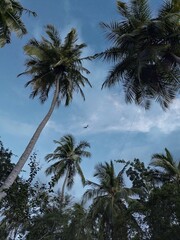 Obraz premium palm trees against blue sky