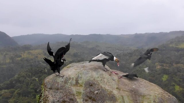 andean condors in a rock