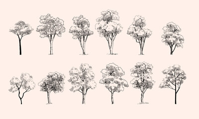 Set od trees line drawing vector illustration. Trees elements outline symbolo for architecture and nature landscape.
