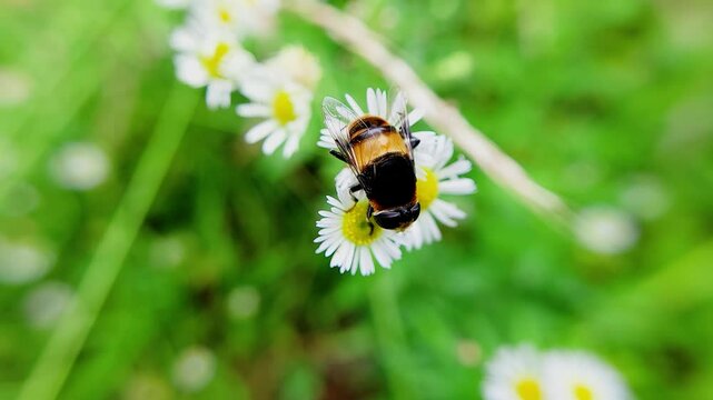 한국,왕꽃등에,꽃등에,곤충,꽃,Korea, Insects, Flowers