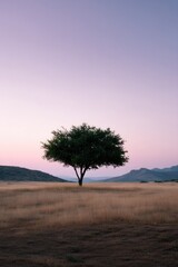 panoramic view of arid karoo landscape at dusk with solitary tree silhouetted against pastel sky