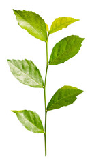 Green plant branch png, transparent background