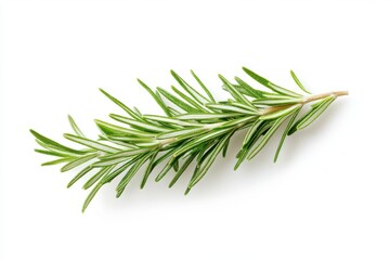 Fototapeta premium A single sprig of rosemary lies diagonally on a plain white surface alone