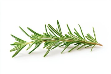 Fototapeta premium A single sprig of rosemary with needle like leaves on a plain background