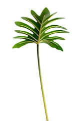 Fresh green Philodendron Xanadu leaf transparent png