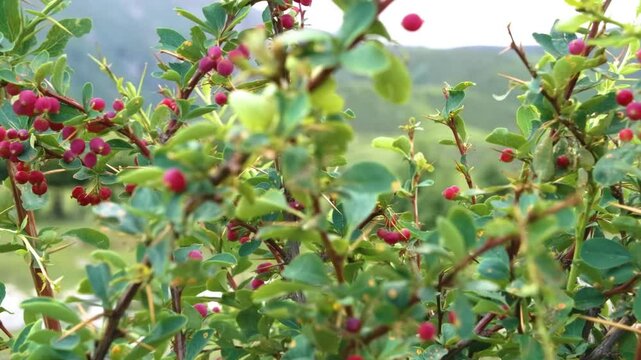 Detailed footage of Cotoneaster species, flowering shrubs of the Rosaceae family, growing naturally in a mountainous environment.