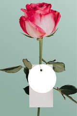 Fototapeta premium Pink rose flower with a tag transparent png