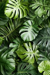 Fototapeta premium Lush green monstera leaves nature background botanical composition indoor environment close-up view organic aesthetics