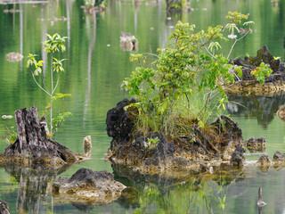 Rocks and trees in the river