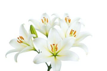 Fototapeta premium bunch of white lilies on a white background